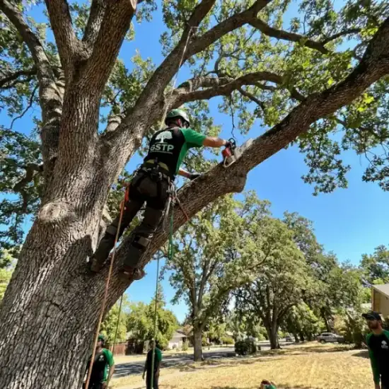 Certified arborist climbing a La Jolla oak tree with chainsaw