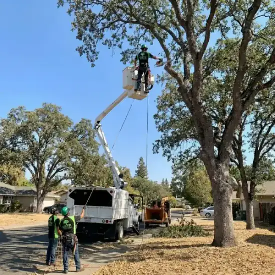 Bucket truck trimming a large oak tree in La Jolla